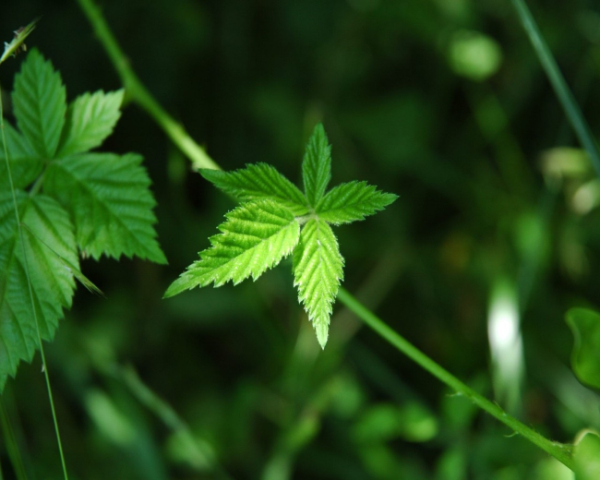 情人节送女孩子花应该如何写文案